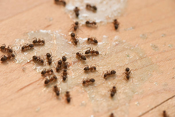 Best Ant Control Services  in Benton, TN